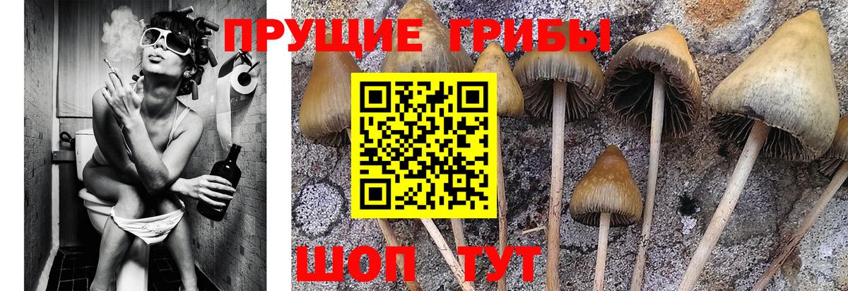 Бор  Галлюциногенные грибы Magic Shrooms  купить закладку  Вход с VPN 